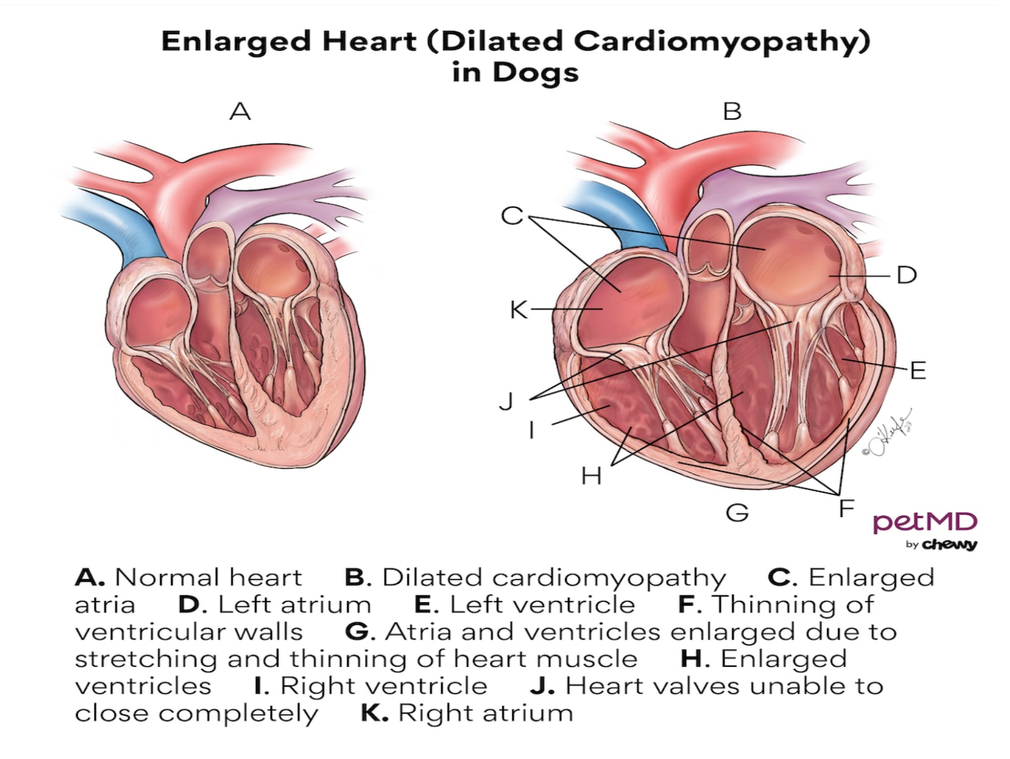 Heart Diagram